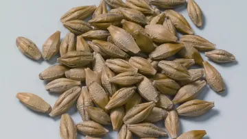 Orges de printemps : variétés préférées des Malteurs de France et Brasseurs de France